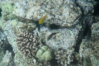 Kona - Glass Bottom Boat - Under water view