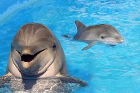 Dophin