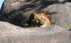 Lion