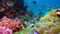 Kona - Glass Bottom Boat - view under water