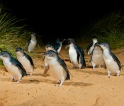 Penguins