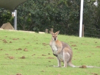 Kangaroo