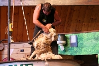 Sheep Shearing Demo