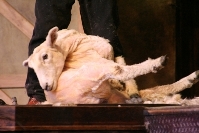 Sheep Shearing Demo