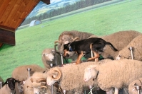 Sheep Dog