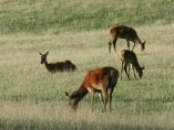 Deer Farm