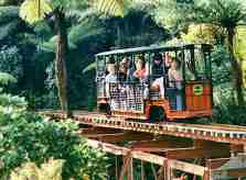 Train through rain forest