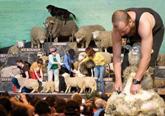 Sheepshow_shearing combined